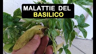 LE MALATTIE DEL BASILICO [upl. by Denoting]