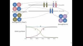 Globin genes hemoglobin and development [upl. by Onibla]