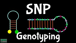 SNP Genotyping  Microarray Based SNP Genotyping [upl. by Blake288]