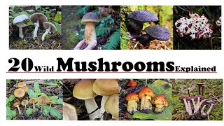 20 Wild Mushrooms Described by a mycologist [upl. by Cleave766]