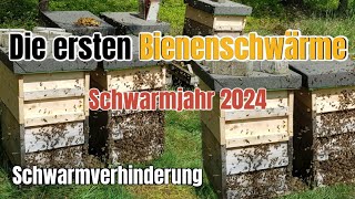 Der erste Bienenschwarm 2024  Die Heiße Phase Kunstschwarm einlaufen lassen in Brutwaben ableger [upl. by Lonyer]