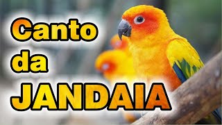 🦜 O LINDO CANTO DA JANDAIA 🐦 JANDAIA CANTANDO NA NATUREZA [upl. by Eed]