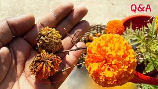 GARDEN SECRETS FOR COLLECTING MARIGOLD SEEDS  गेंदे के Seeds को कैसे Collect करें TERRACE GARDEN [upl. by Yxel262]