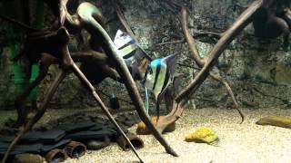 Pterophyllum Altum Orinoco spawning Orinoco altums zetten eieren af [upl. by Teews974]