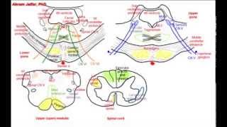 Pons simplified sections of internal structure [upl. by Pascoe213]