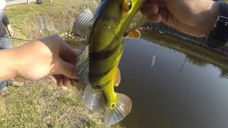 Peacock Bass Fishing Florida Canals [upl. by Anaujat818]