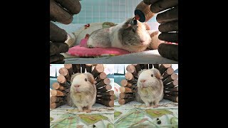 Guinea Pig Bloat Part 2 Hand Feeding Tummy Massages [upl. by Hajile]