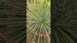 Dasylirion longissimum  Mexican Grass Tree  🌳  trending viral shorts [upl. by Doralia]