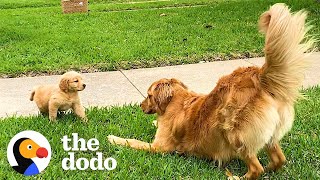 Dogs Have The Best Reactions To Meeting Their Puppy Siblings  The Dodo [upl. by Inalaek]