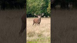 Red Stag Roaring and Grunting reddeer animalsounds shorts [upl. by Jacobsohn998]