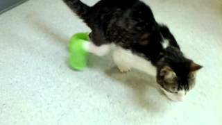 Corky the Cradle Cat goes for a walk in the hospital [upl. by Ennaylime]