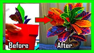 How To Make a Croton Branch Out and Bushy Croton Plant Pruning and Care [upl. by Meuse898]