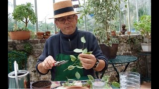 bouturage facile des plantes vertes  Ficus Benjamina [upl. by Ennasil]