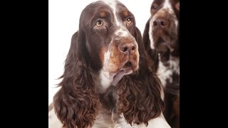 Springer Spaniel [upl. by Aineval725]