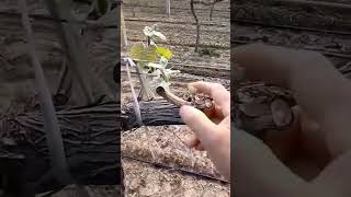 Inovasi Alat Sederhana Untuk Mempermudah Petani Pruning Pohon Anggur gardening shorts satisfying [upl. by Kaile]