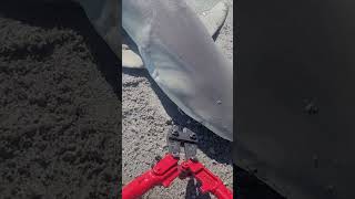 Shark hook removal with bolt cutters quick and easy Hooks are cheap save sharks and time Pt 1 [upl. by Cullin]