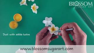 Making a frangipani  plumeria flower  Quick and Easy [upl. by Nelleyram]