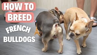 How to Breed French Bulldogs TCI Method [upl. by Gilbert]