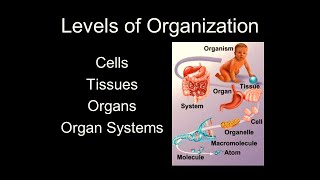 LEVELS OF ORGANIZATION CELLS TISSUES ORGANS ORGAN SYSTEMS [upl. by Nnahgaem]