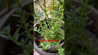 Neer Brahmi Bacopa monnieri plant  aayurveda  shorts [upl. by Frederich]