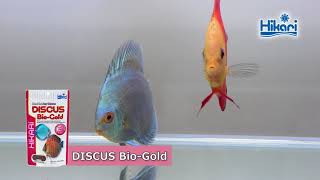 DISCUS BioGold 【KYORINHIKARITropicalfish Diets】 [upl. by Alrats]