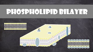 Structure of Cell Membrane Phospholipid Bilayer  Cell Biology [upl. by Eilyah69]