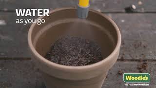 How To Plant Sunflowers Seeds With Garden Expert Brian Burke [upl. by Yelahc]