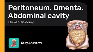 Peritoneum  Omenta  Abdominal cavity  Anatomy amp Function [upl. by Ellita540]