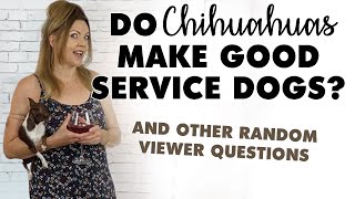 Do Chihuahuas make good service dogs and other questions answered  Sweetie Pie Pets by Kelly Swift [upl. by Lothario442]