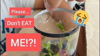 Venus Flytrap vs Giant Mosquito 2023 [upl. by Juana]