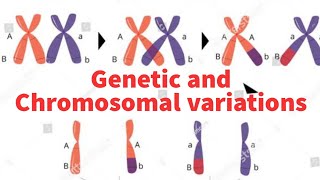 Genetic and chromosomal variations ploidy euploidy aneuploidy [upl. by Elinor]