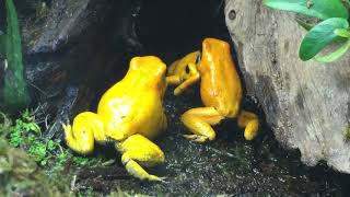 phyllobates terribilis fight for dominance [upl. by Einnob]