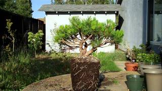 Mugo Pine Bonsai Preparation Part IImp4 [upl. by Bernetta]