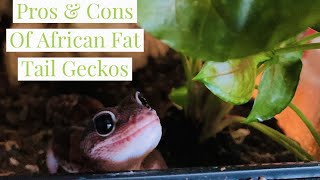 African Fat Tail Gecko Pros amp Cons [upl. by Leanor]