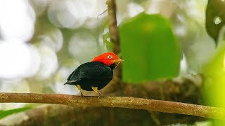 RedCapped Manakin Bird Dance [upl. by Luhem]