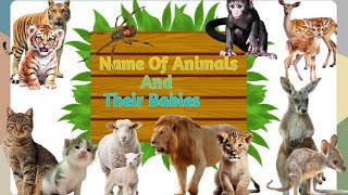 Names Of Animals And Their Youngs [upl. by Anned334]