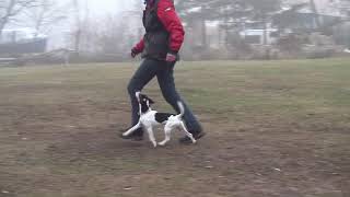 Parson Russell Terrier Obedience Unterordnung [upl. by Fraase861]