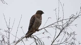 Redshouldered Hawk calling and taking flight Quincy CA 18Feb24 [upl. by Wallis196]