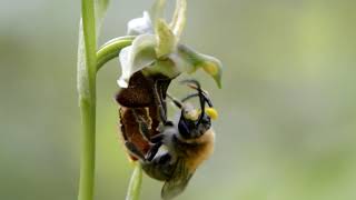 Pollinisation dun Ophrys hybride [upl. by Ziana]