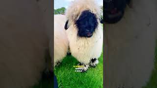 Snack Time with Adorable Valais Blacknose Sheep 🥹🖤 [upl. by Arualana]