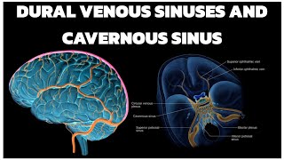 DURAL VENOUS SINUSES AND CAVERNOUS SINUS viral anatomy doctor mbbs medico trending [upl. by Doykos166]