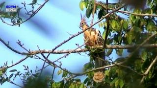 Oistphocomus hoazin  Hoatzin [upl. by Ahseal164]