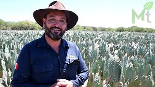 Un súper alimento para el ganado Nopal forrajero [upl. by Shantee]