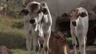 Cattle and Conservation Ol Pejeta Conservancy [upl. by Linc]