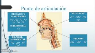 Fonética y fonología Fonemas consonánticos y vocálicos [upl. by Etnoel]