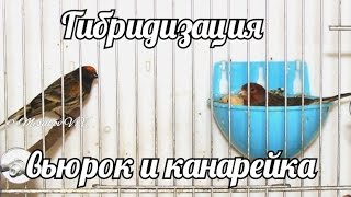 Красношапочный вьюрок и канарейка [upl. by Ohce]