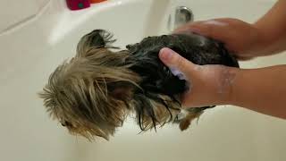 2 year old Micro teacup yorkie pebbles getting a bath [upl. by Godderd]