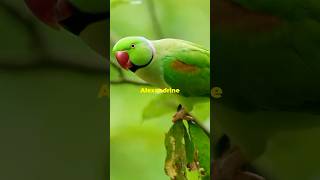 Meet the Alexandrine Parakeet A Colorful Talker shorts [upl. by Falkner]