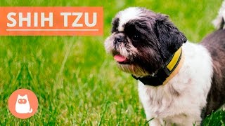 Tudo sobre o Shih tzu [upl. by Jamila]