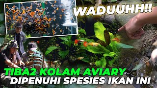 TIBATIBA KOLAM AVIARY DISERBU RATUSAN IKAN GUPPY 🙀 BURUNG PADA HAPPY [upl. by Dixil]